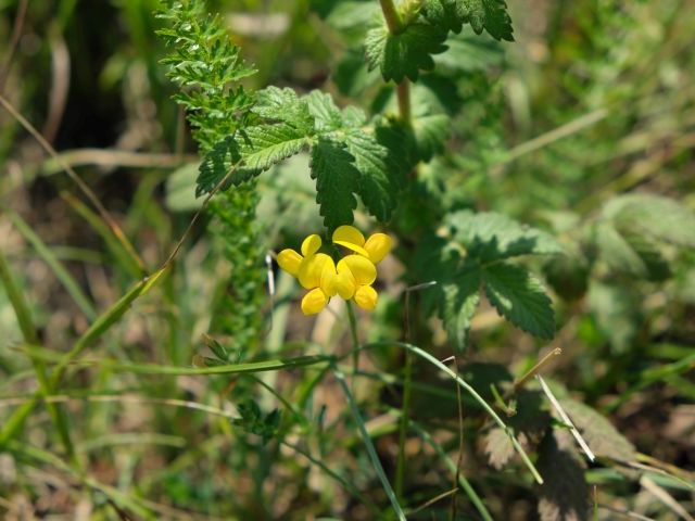 Flowering Cytisus decumbens pindicola